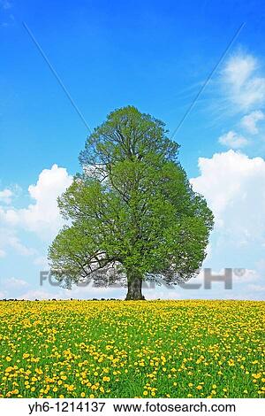 Stock Photo - Single tree, Switzerland, Canton Thurgau. Fotosearch