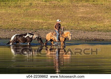 Single wrangler (Cowboy) on horse at a lake, California, USA View Large Photo Image Stock Image - Single wrangler (Cowboy) on horse at a lake, California, USA. Fotosearch