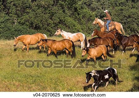 Stock Photography - Single wrangler (cowboy) rounding up horses, California, USA. Fotosearch
