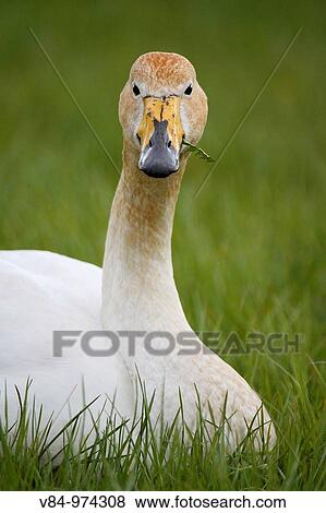 Stock Photo - Singschwan / Whooper Swan / Cygnus Cygnus. Fotosearch