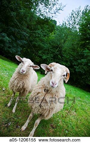 Sirviella. Pepin Route. Xaldas sheeps. Onis Council. Oriente region. Picos de Europa. Asturias. Spain. View Large Photo Image Stock Photography - Sirviella. Pepin Route. Xaldas sheeps. Onis Council. Oriente region. Picos de Europa. Asturias. Spain.. Fotosearch