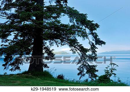 Stock Photo - Sitka spruce overlooking Skideagte Inlet and Shingle Bay, Haida Gwaii (Queen Charlotte Islands)- Sandspit, British Columbia, Canada.. Fotosearch