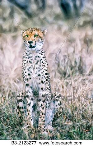 Stock Photo - Sitting cheetah.. Fotosearch