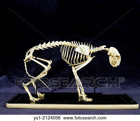 Skeleton of Domestic Cat. View Large Photo Image Stock Photograph - Skeleton of Domestic Cat.. Fotosearch