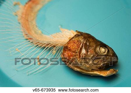 Skeleton remains and the head of a cooked trout on a blue plate View Large Photo Image Stock Photography - Skeleton remains and the head of a cooked trout on a blue plate. Fotosearch