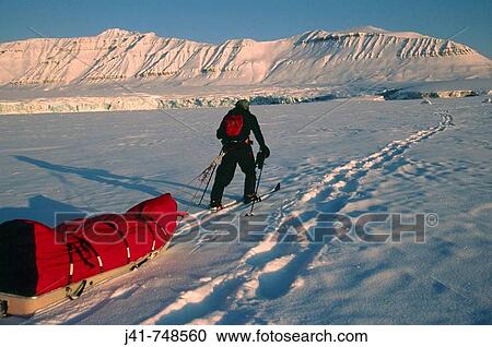 Stock Image - Ski tourer following polar bear tracks on fiord during Ny Alesund to Longyearbyen traverse Spitsbergen Island Svalbard Norwegian Arctic. Fotosearch