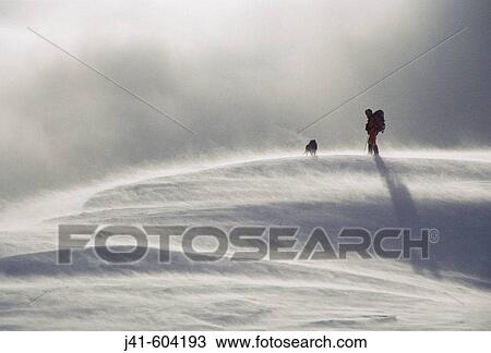 Skier with labrador dog in blowing snow. Lewis Pass. South Island. New Zealand View Large Photo Image Stock Image - Skier with labrador dog in blowing snow. Lewis Pass. South Island. New Zealand. Fotosearch