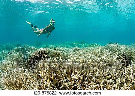 Skin Diver at Shallow Reef, Micronesia, Palau View Large Photo Image Stock Image - Skin Diver at Shallow Reef, Micronesia, Palau. Fotosearch