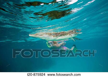 Skin Diver meets Saltwater Crocodile, Crocodylus porosus, Micronesia, Palau View Large Photo Image Picture - Skin Diver meets Saltwater Crocodile, Crocodylus porosus, Micronesia, Palau. Fotosearch