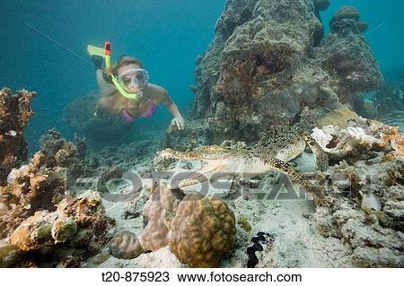 Stock Image - Skin Diver meets Saltwater Crocodile, Crocodylus porosus, Micronesia, Palau. Fotosearch