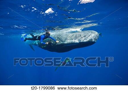 Skin diver strokes Sperm Whale, Physeter macrocephalus, Caribbean Sea, Dominica View Large Photo Image Stock Photograph - Skin diver strokes Sperm Whale, Physeter macrocephalus, Caribbean Sea, Dominica. Fotosearch