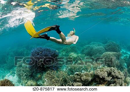 Skin Diving at Palau, Micronesia, Palau View Large Photo Image Stock Photo - Skin Diving at Palau, Micronesia, Palau. Fotosearch