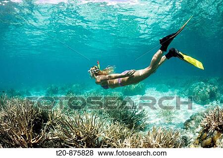 Skin Diving at Palau, Micronesia, Palau View Large Photo Image Stock Photo - Skin Diving at Palau, Micronesia, Palau. Fotosearch