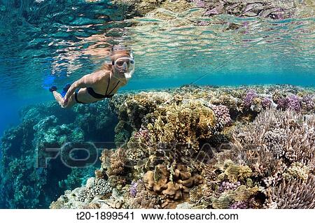 Skin Diving in Red Sea, Zabargad, Red Sea, Egypt View Large Photo Image Stock Image - Skin Diving in Red Sea, Zabargad, Red Sea, Egypt. Fotosearch