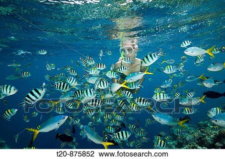 Skin Diving with colorfully Fishes, Micronesia, Palau View Large Photo Image Stock Image - Skin Diving with colorfully Fishes, Micronesia, Palau. Fotosearch