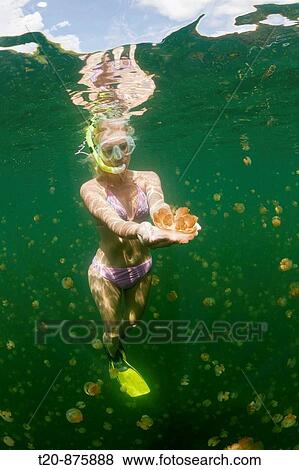 Skin Diving with harmless Jellyfish, Mastigias papua etpisonii, Jellyfish Lake, Micronesia, Palau View Large Photo Image Stock Photo - Skin Diving with harmless Jellyfish, Mastigias papua etpisonii, Jellyfish Lake, Micronesia, Palau. Fotosearch