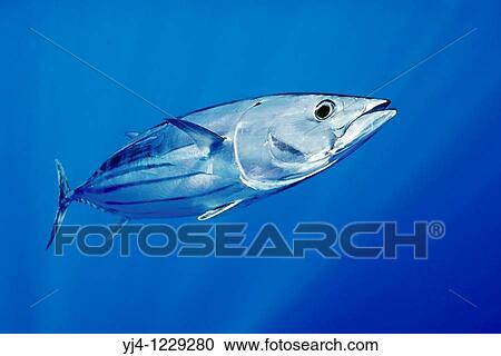 skipjack tuna or aku in Hawaiian, Katsuwonus pelamis, Kona Coast, Big Island, Hawaii, USA, Pacific Ocean View Large Photo Image Stock Image - skipjack tuna or aku in Hawaiian, Katsuwonus pelamis, Kona Coast, Big Island, Hawaii, USA, Pacific Ocean. Fotosearch