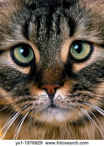 Stock Photo - Skogkatt Domestic Cat, Adult, Close up of Head.. Fotosearch