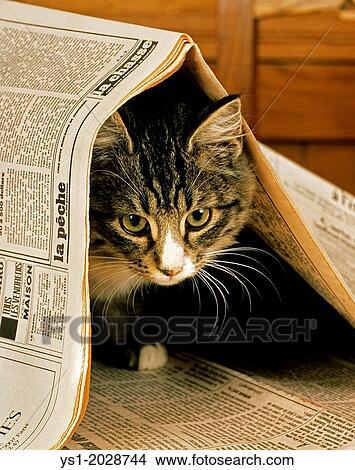 Picture - Skogkatt Domestic Cat, Kitten playing with Newspaper.. Fotosearch