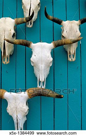 Skulls displayed on a turquoise wall in New Mexico, USA View Large Photo Image Stock Photo - Skulls displayed on a turquoise wall in New Mexico, USA. Fotosearch