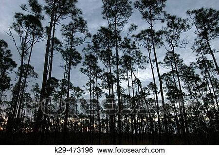 Stock Photograph - Slash pine forest at dawn. Everglades NP, FL, USA. Fotosearch