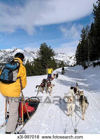 Sled dog race Andorra Pyrenees View Large Photo Image Stock Photo - Sled dog race Andorra Pyrenees. Fotosearch