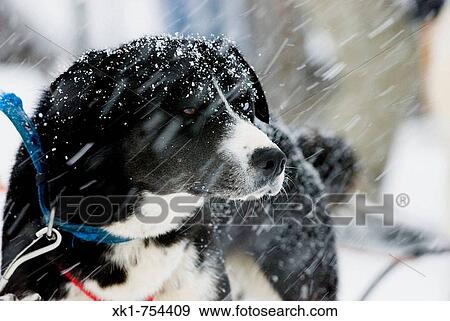 Stock Photo - Sled dog, Tierra Mayor valley, Ushuaia, Argentina. Fotosearch