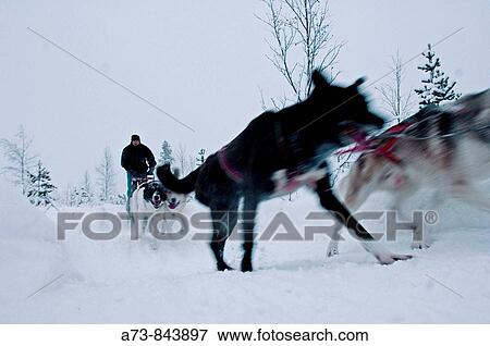 Sleddog tour at SnowTrail Dogcamp Lodge by Lotti Anderson, Skaulo, G? llivare. Lapland, Sweden View Large Photo Image Stock Photo - Sleddog tour at SnowTrail Dogcamp Lodge by Lotti Anderson, Skaulo, G? llivare. Lapland, Sweden. Fotosearch