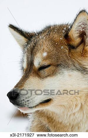 Sledge dog. Greenland View Large Photo Image Stock Photo - Sledge dog. Greenland. Fotosearch