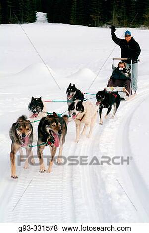 Sledge dogging. Kamloops. British Columbia. Canada View Large Photo Image Stock Photo - Sledge dogging. Kamloops. British Columbia. Canada. Fotosearch