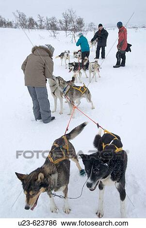 Sledge dogs in Storlien, Sweden. View Large Photo Image Stock Photograph - Sledge dogs in Storlien, Sweden.. Fotosearch