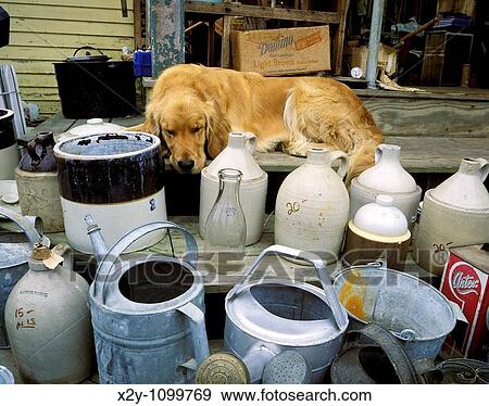 Sleeping dog at a flea market, Mt Desert Island, Maine View Large Photo Image Stock Photo - Sleeping dog at a flea market, Mt Desert Island, Maine. Fotosearch