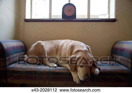 Stock Image - Sleeping dog.. Fotosearch