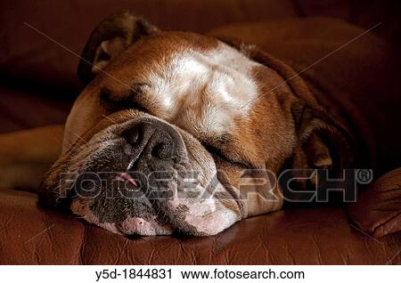 sleeping English bulldog, snout close-up View Large Photo Image Stock Image - sleeping English bulldog, snout close-up. Fotosearch