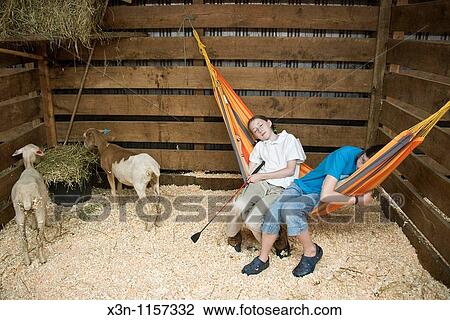Sleeping in livestock pen View Large Photo Image Stock Image - Sleeping in livestock pen. Fotosearch