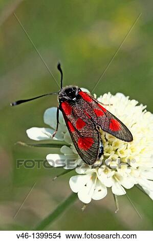 Slender Scotch Burnet, Zygaena loti on yellow scabious Dark green background Milovice, Czech Republic View Large Photo Image Picture - Slender Scotch Burnet, Zygaena loti on yellow scabious Dark green background Milovice, Czech Republic. Fotosearch