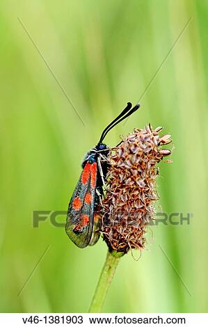 Slender Scotch Burnet, Zygaena on Timothy grass, phleum pratense View Large Photo Image Stock Image - Slender Scotch Burnet, Zygaena on Timothy grass, phleum pratense. Fotosearch