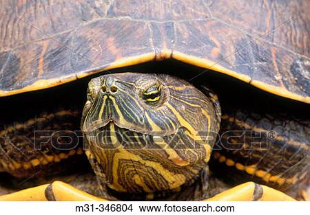 Slider Turtle (Trachemys scripta). Chagres National Park, Panama View Large Photo Image Picture - Slider Turtle (Trachemys scripta). Chagres National Park, Panama. Fotosearch