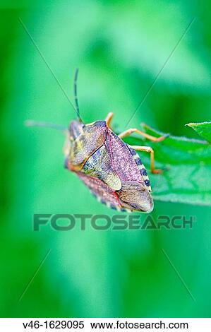 Sloe Bug, Dolycoris baccarum A large purplish brown and greenish shieldbug View Large Photo Image Stock Photography - Sloe Bug, Dolycoris baccarum A large purplish brown and greenish shieldbug. Fotosearch