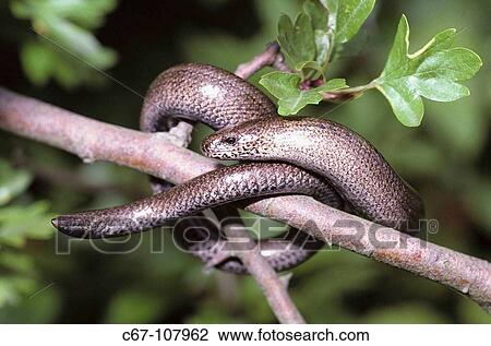 Slow Worm (Anguis fragilis) View Large Photo Image Stock Image - Slow Worm (Anguis fragilis). Fotosearch