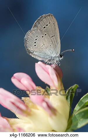 Stock Photograph - Small Blue butterfly Cupido minimus. Fotosearch