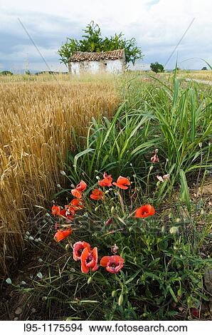 Small building within wheat fields to help storing machinery and resting people, Agramunt, Spain View Large Photo Image Picture - Small building within wheat fields to help storing machinery and resting people, Agramunt, Spain. Fotosearch