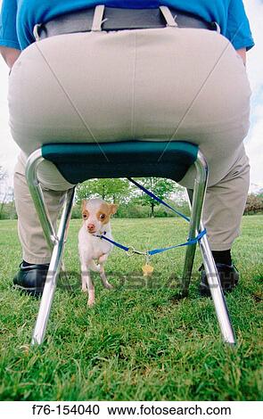 Small Chihuahua and obese man View Large Photo Image Stock Image - Small Chihuahua and obese man. Fotosearch