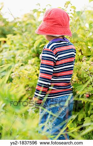 Small child 3 years old playing in a garden and exploring the plants, Sweden View Large Photo Image Stock Photograph - Small child 3 years old playing in a garden and exploring the plants, Sweden. Fotosearch