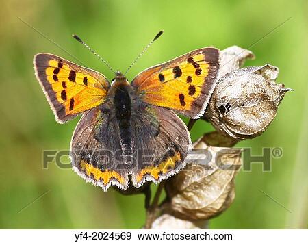 Small Copper (Lycaena phlaeas) butterfly butterflies british on a Yellow Rattle or Cockscomb, (Rhinanthus minor) seed head. View Large Photo Image Stock Photo - Small Copper (Lycaena phlaeas) butterfly butterflies british on a Yellow Rattle or Cockscomb, (Rhinanthus minor) seed head.. Fotosearch