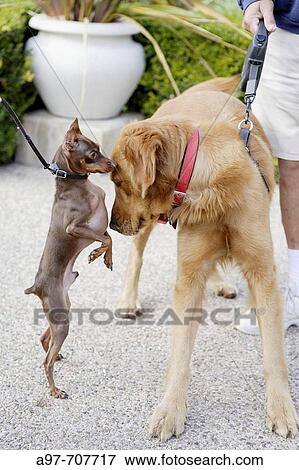 Small dachshund greets big dog in park. View Large Photo Image Stock Photo - Small dachshund greets big dog in park.. Fotosearch