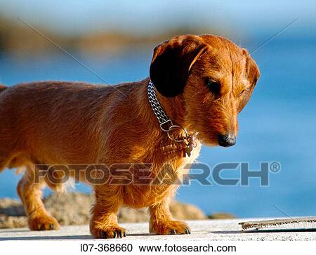 Stock Image - Small dog. Costa Brava near Barcelona. Spain. Fotosearch