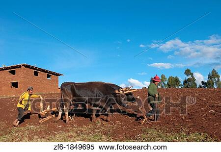 Stock Photography - Small farm family working in fields of Sacred Valley town of Urubamba Peru. Fotosearch