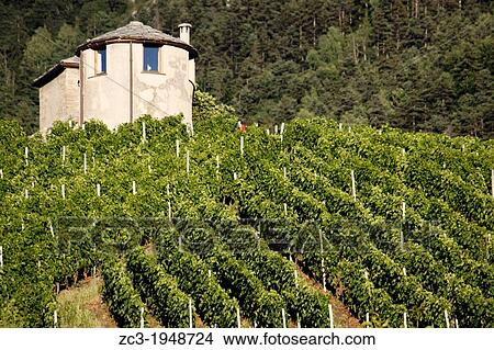 Small farm hut in the vineyards on the hills of the city of Aosta up to the ski resort of Pila, Aosta, Val d? Aosta, Italy. View Large Photo Image Picture - Small farm hut in the vineyards on the hills of the city of Aosta up to the ski resort of Pila, Aosta, Val d? Aosta, Italy.. Fotosearch