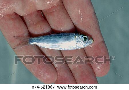 Stock Photo - Small fish in hand. Fotosearch